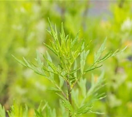 Artemisia vulgaris