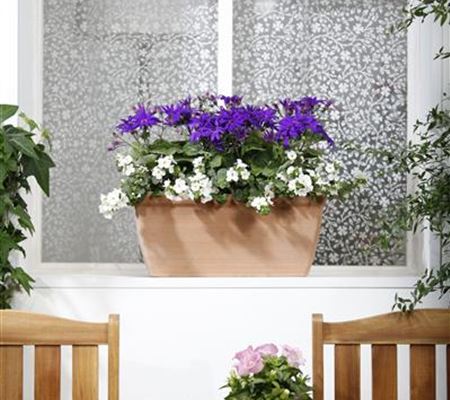 Der Winter wird grün: Winterharte Pflanzen für den Balkon Der Winter wird grün: Winterharte Pflanzen für den Balkon