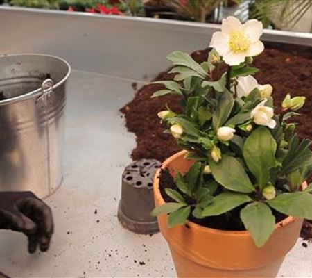 Christrose - Einpflanzen in ein Gefäss