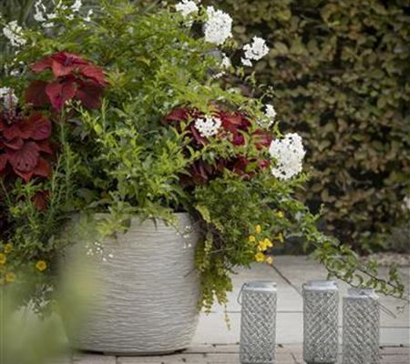 Kübel winterfest machen Kübel winterfest machen