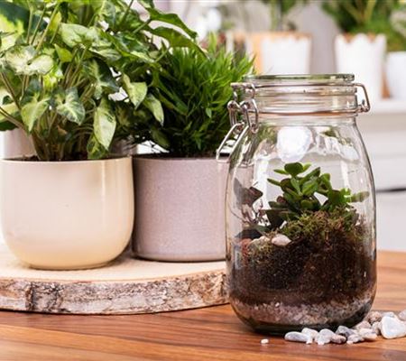 Der Zimmergarten – ein kleines Biotop im Glas Der Zimmergarten – ein kleines Biotop im Glas