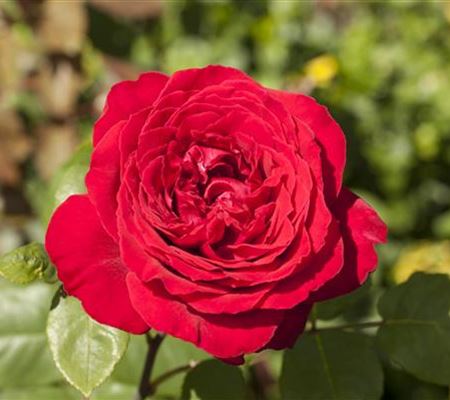 Rosen pflanzen und schneiden  Rosen pflanzen und schneiden