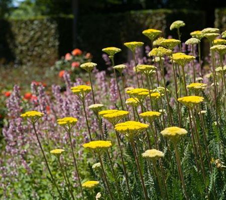 Staudengarten – Gestaltungshinweise und Tipps Staudengarten – Gestaltungshinweise und Tipps