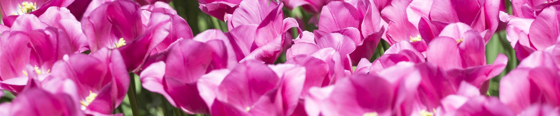 GS492208.jpg GS492208.jpg