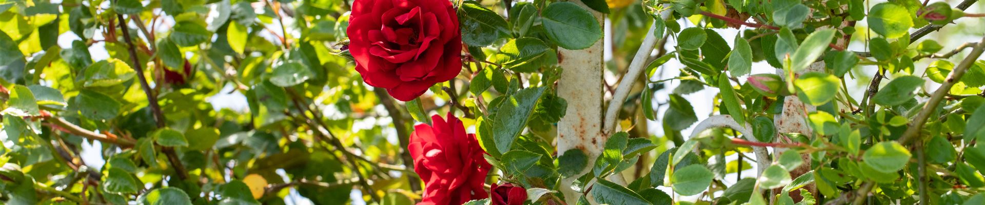 GS665693.jpg GS665693.jpg