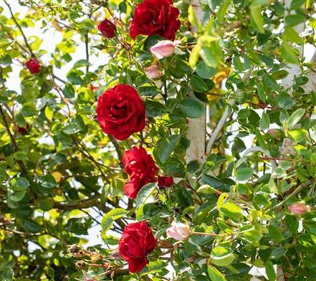 Veredelung von Rosen Veredelung von Rosen