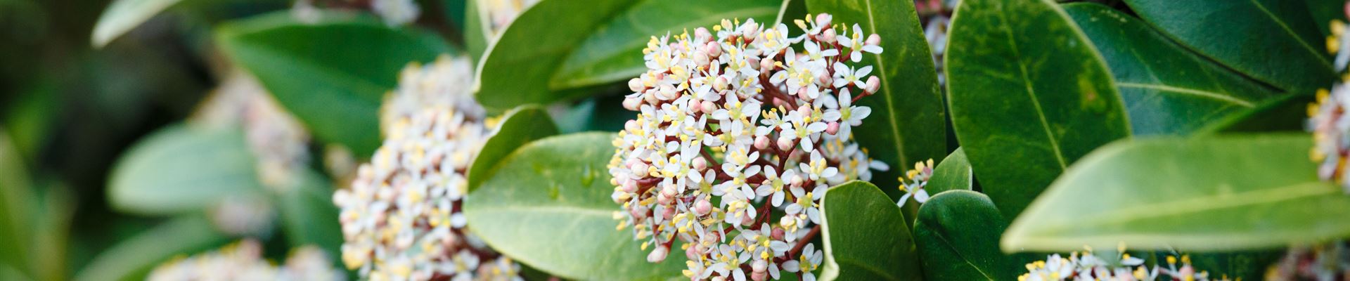 GS531771.jpg GS531771.jpg