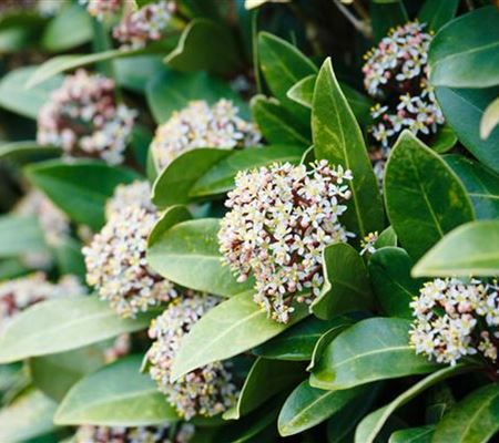 Vom Grünen und Blühen im Schnee Vom Grünen und Blühen im Schnee