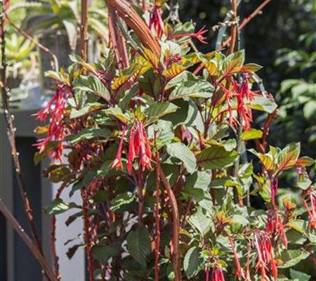 Winterschlaf für Geranien und Fuchsien Winterschlaf für Geranien und Fuchsien