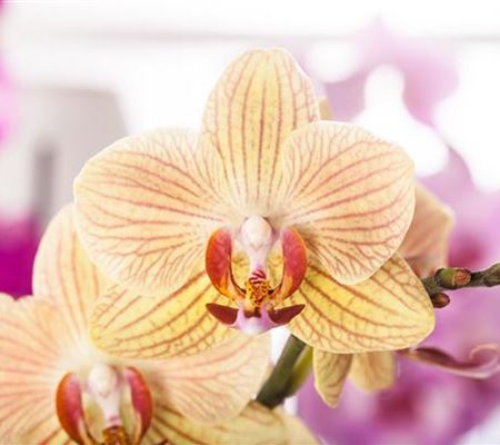 Exotik am Fensterbrett Exotik am Fensterbrett