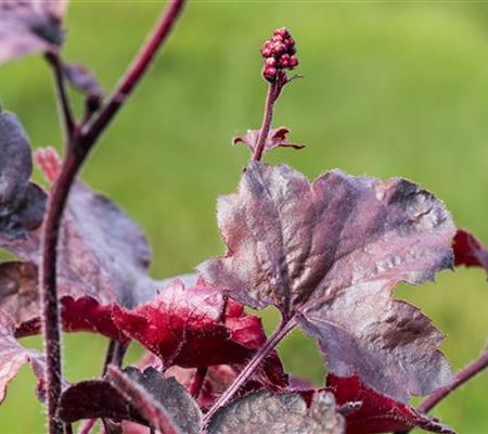 Silberglöckchen - Einpflanzen im Garten