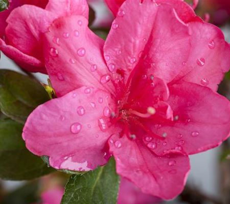 Die Zimmerazalee – bunte Schönheit bei tristem Wetter Die Zimmerazalee – bunte Schönheit bei tristem Wetter