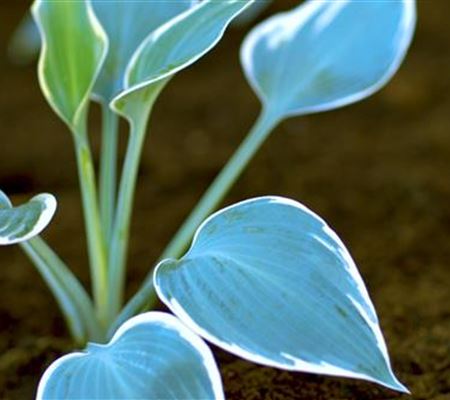 Funkien - Einpflanzen im Garten