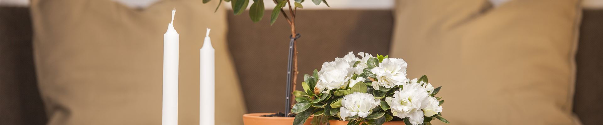 GS426319.jpg GS426319.jpg