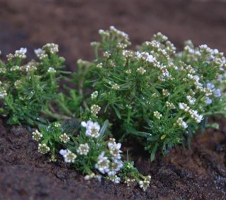 Schleifenblume - Einpflanzen im Garten