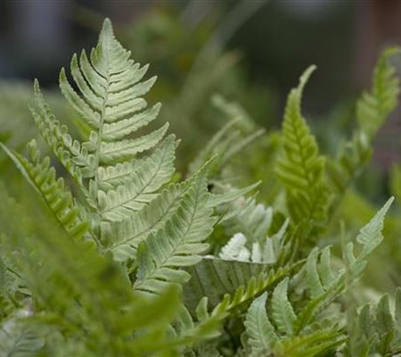 Dryopteris erythrosora