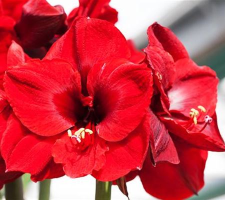 Hippeastrum Grand Diva