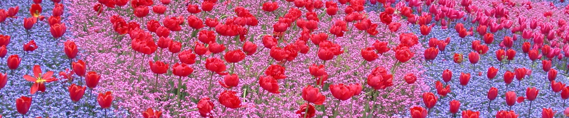 GS616224.jpg GS616224.jpg