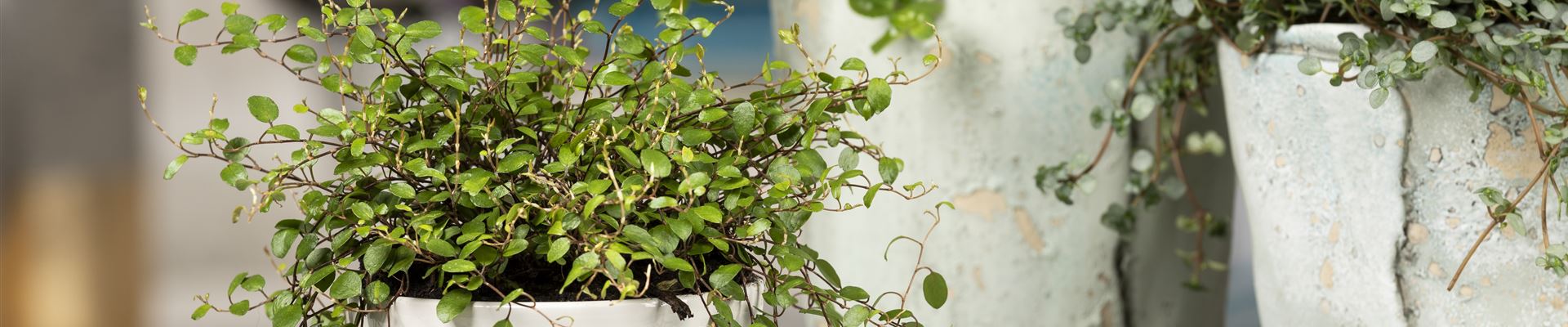 GS585336.jpg GS585336.jpg