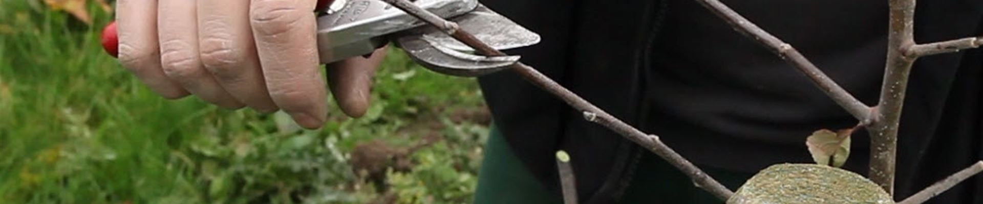 Apfelbaum - Pflanzschnitt (Anleitung - 3).jpg Apfelbaum - Pflanzschnitt (Anleitung - 3).jpg