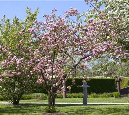 Obstgehölze schneiden - Basis ertragreicher Ernten Obstgehölze schneiden - Basis ertragreicher Ernten