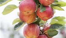 Malus 'Boskoop'