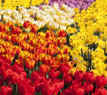 Tulpenzwiebeln einpflanzen – Beetgestaltung mit Tulpen