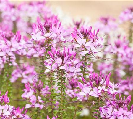 Upcycling mit Milchtüten – aus alt mach neu! Upcycling mit Milchtüten – aus alt mach neu!