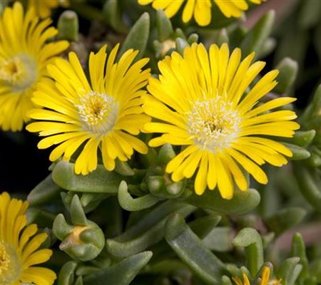 Winterharte Eisblumen (Delosperma congesta) für den Steingarten