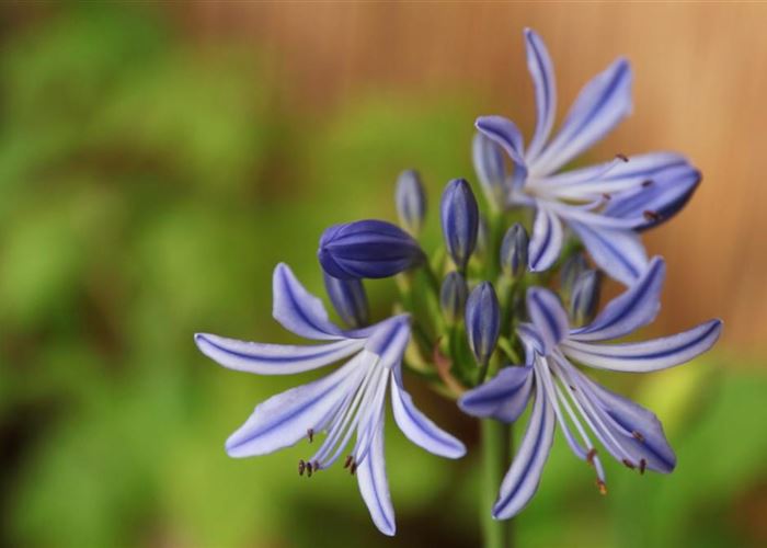 Afrikanische Schmucklilie - Einpflanzen in ein Gefäss