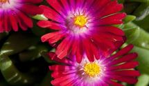 Mittagsblümchen