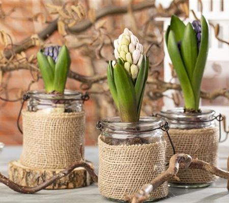 Hyazinthen als Dekoration zu Weihnachten