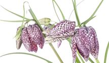 Schachbrettblume, Kiebitzeier