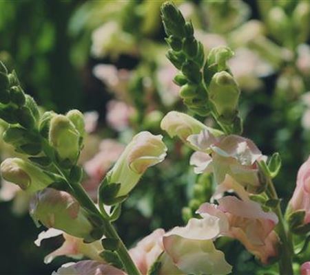 Löwenmaul - Einpflanzen im Garten