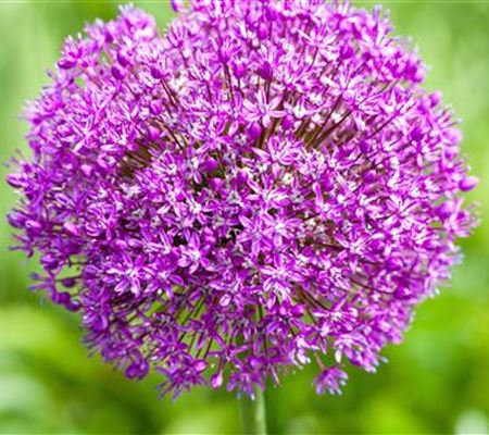 Zierlauch - Einpflanzen im Garten