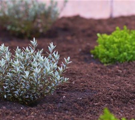 Strauchveronika - Einpflanzen im Garten