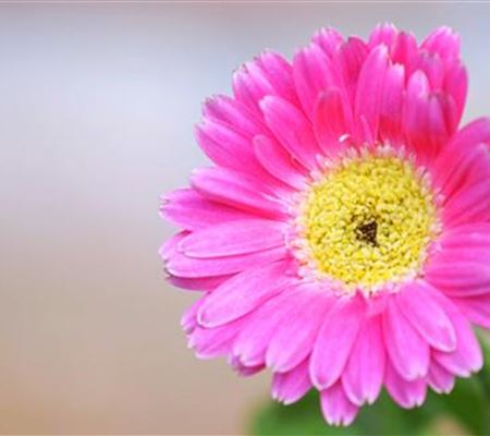 Gerbera - Einpflanzen im Garten