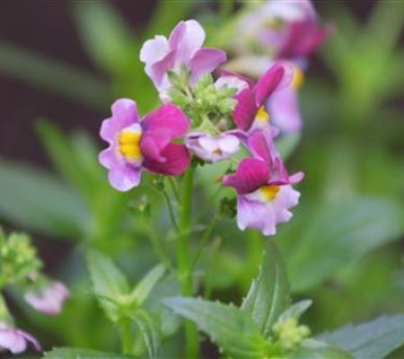 Elfenspiegel - Einpflanzen im Garten