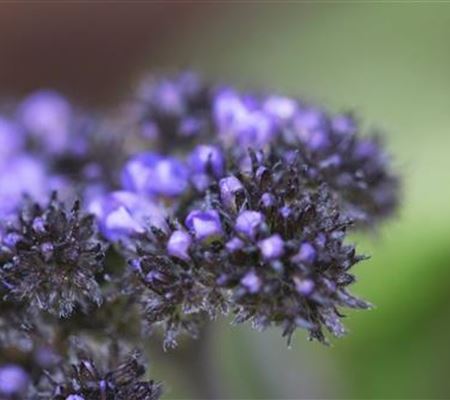 Vanilleblume - Einpflanzen im Garten