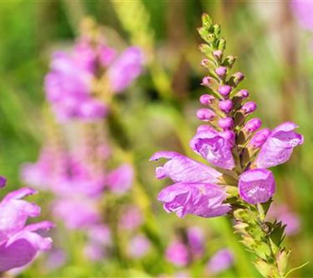 Gelenkblume - Einpflanzen im Garten