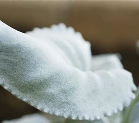 Silberblatt (Senecio) - Einpflanzen im Garten Silberblatt (Senecio) - Einpflanzen im Garten