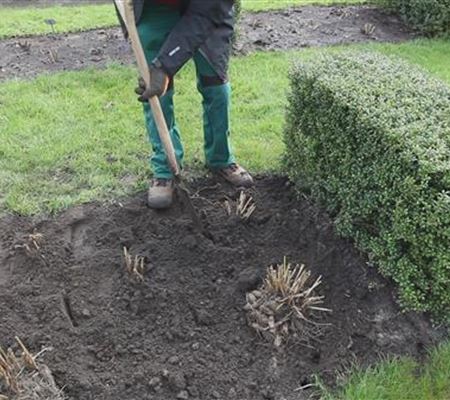 Dahlien - Einpflanzen im Garten