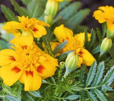 Studentenblume - Einpflanzen im Garten