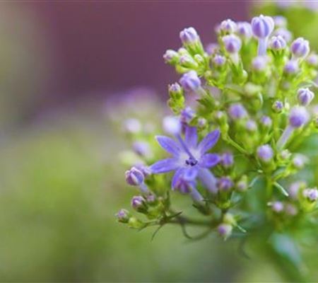 Blaues Halskraut - Einpflanzen im Garten