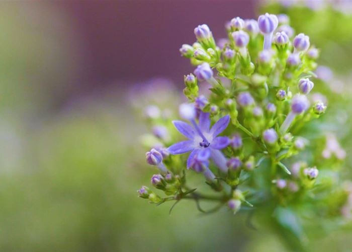 Blaues Halskraut - Einpflanzen im Garten