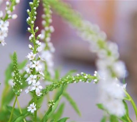 Schneefelberich - Einpflanzen im Garten