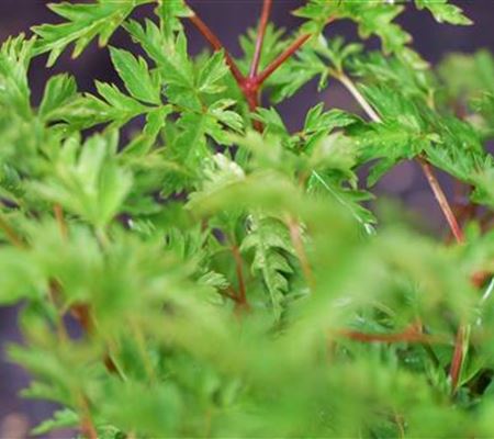 Geissbart - Einpflanzen im Garten