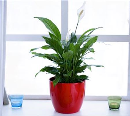 Scheidenblatt - Einpflanzen in ein Gefäss