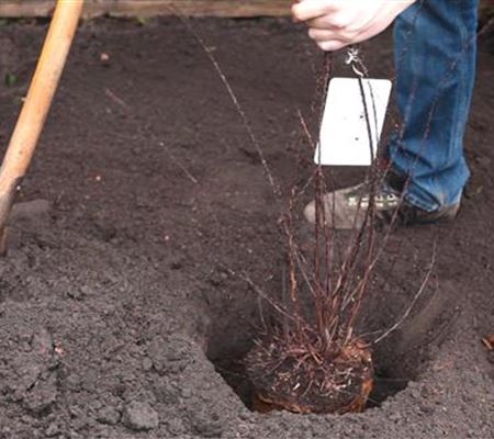 Strauchspiere - Einpflanzen im Garten