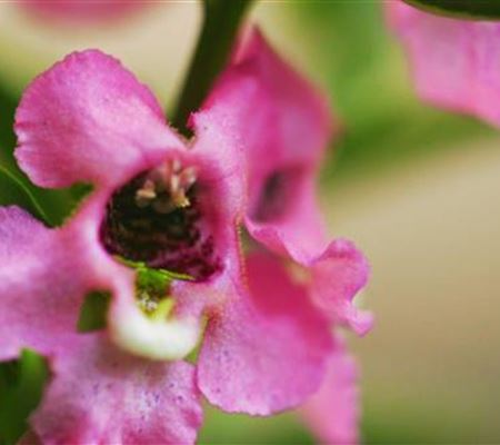Angelonia - Einpflanzen im Garten